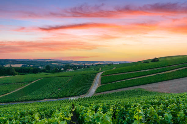 istock Row vine grape in champagne vineyards at montagne de reims 1311187019