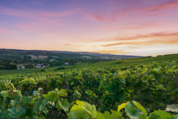 istock Row vine grape in champagne vineyards at montagne de reims 1311187021