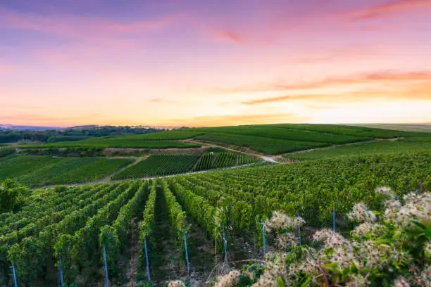 Photo of Row vine grape in champagne vineyards at montagne de reims