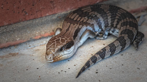 Baby Blue tongued lizard