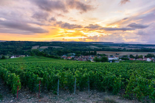 istock Row vine grape in champagne vineyards at montagne de reims 1311187103