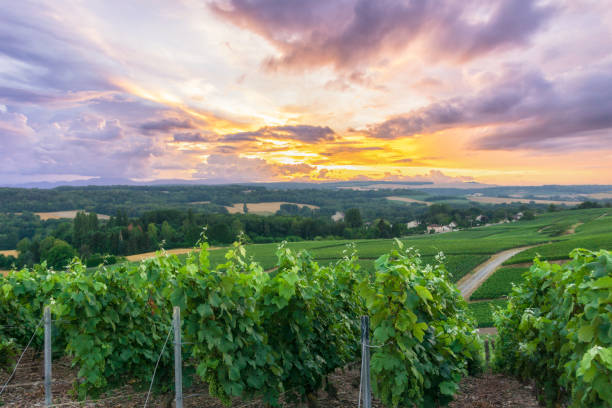 istock Row vine grape in champagne vineyards at montagne de reims 1311187104