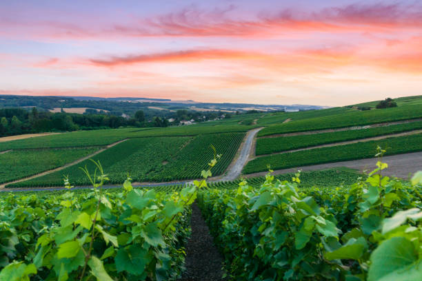 istock Row vine grape in champagne vineyards at montagne de reims 1311187109