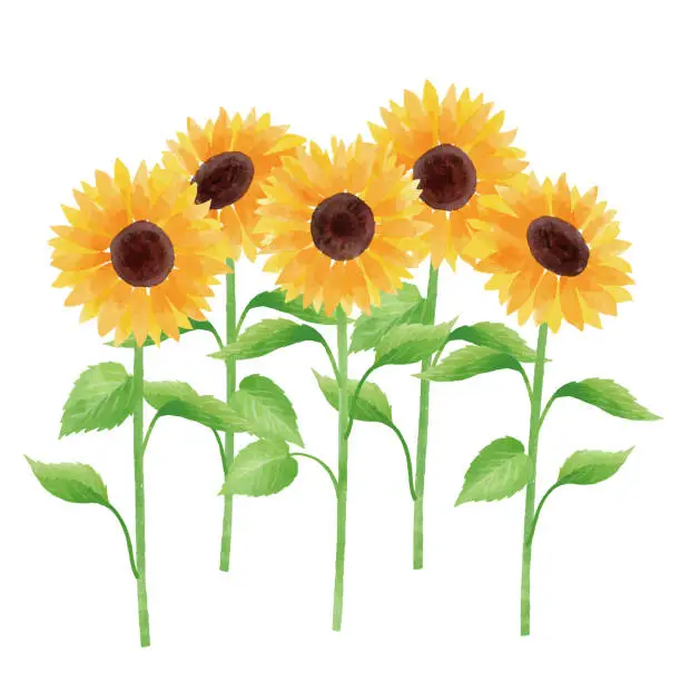 Vector illustration of sunflower illustration