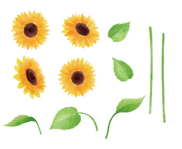 Vector illustration of sunflower illustration part