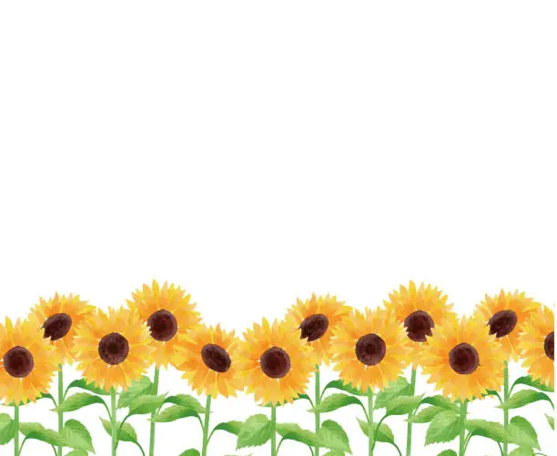 Vector illustration of sunflower illustration frame under