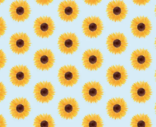Vector illustration of sunflower illustration background blue