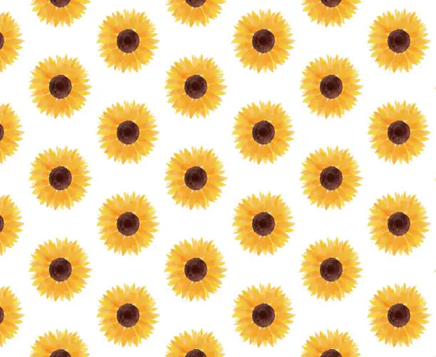 Vector illustration of sunflower illustration background white