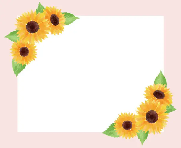 Vector illustration of sunflower illustration frame pink