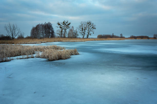 istock A frozen lake with reeds, an evening view 1311189926