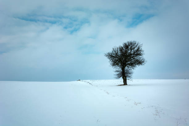istock Winter view of a lonely tree in the field 1311189927