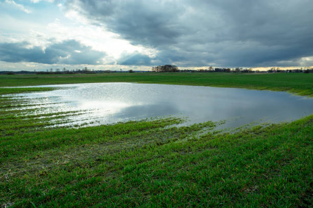istock Water on a green field and cloudy sky, spring rural view 1311189940