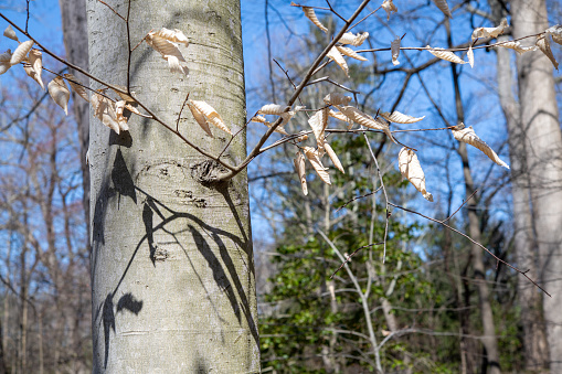 Forest in early Spring