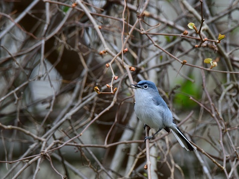 A Blue-gray Gnatcatcher in breeding plumage singing his heart out looking for love