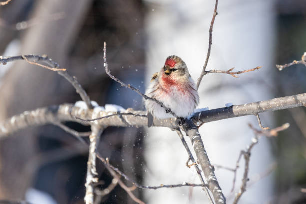 istock Common Male Redpoll Perching on a Branch 1311194264