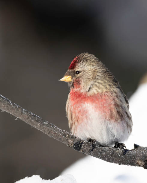 istock Common Male Redpoll Perching on a Branch 1311195571