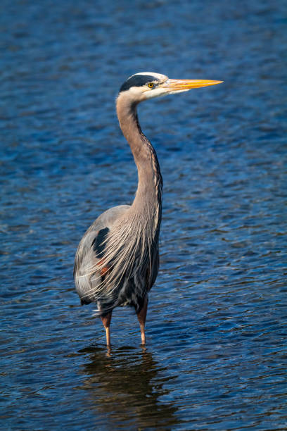 Great Blue Heron Great Blue Heron along the shoreline of southern Vancouver Island. colwood photos stock pictures, royalty-free photos & images