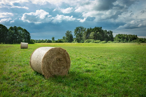 In the picturesque fields of Virginia, rolled hay bales stand as golden sentinels, embodying the essence of rural charm and agricultural tradition.