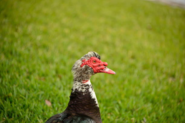 Large Muscovy drake up close. Head close-up