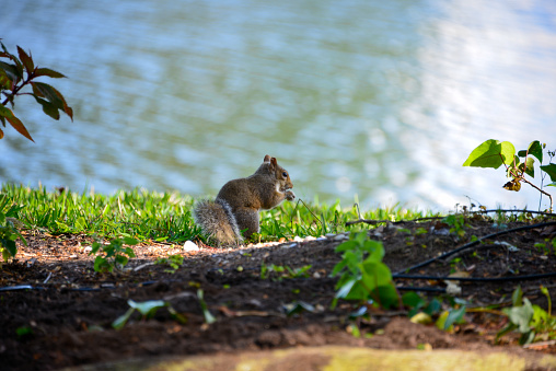 Young squirrel forage in the sunshine on the lakeshore