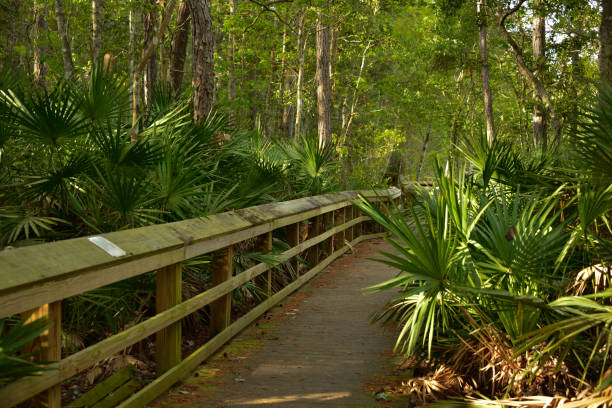 istock Wooden boardwalk along trail 1311201255