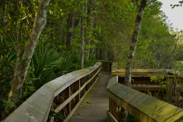 istock Wooden boardwalk along trail 1311201973