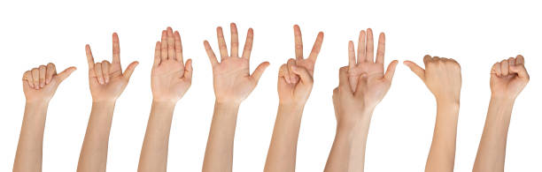 istock Set of woman hands isolated on white background. 1311201986