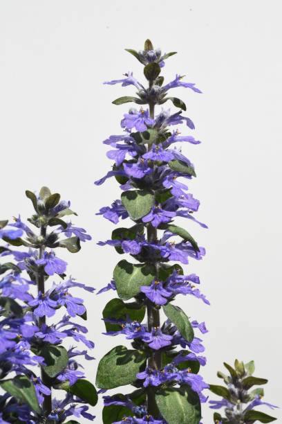 ajuga reptans flores. planta perenne de lamiaceae. - ajuga fotografías e imágenes de stock