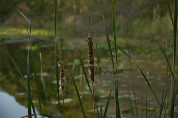 istock Reeds going to seed on the lakeshore 1311205346