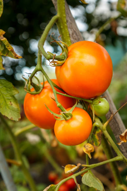 istock Ripe tomatoes growing on bush in the garden. 1311205986