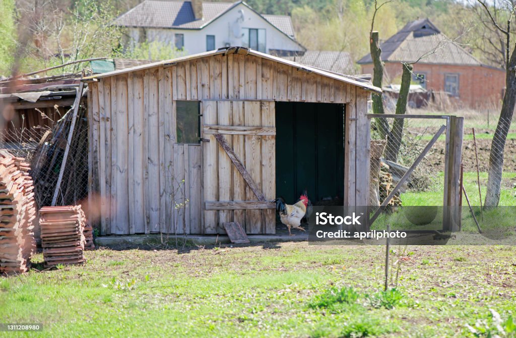 An old wooden chicken coop in the mountains An old wooden chicken coop in the mountains in the spring Chicken Coop Stock Photo