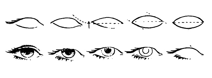 Ilustración de Tutorial De Dibujo De Ojos Humanos Ojo En Estilo Anime  Pestañas Femeninas y más Vectores Libres de Derechos de Globo ocular -  iStock