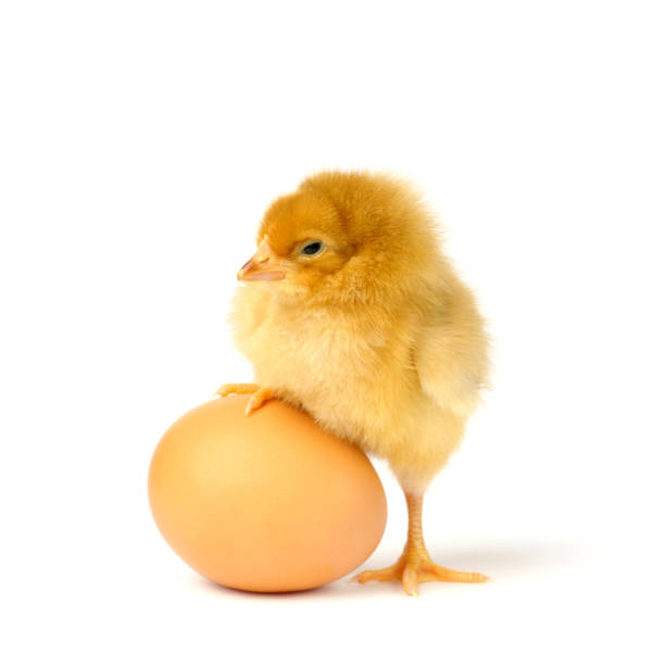 istock beautiful little chicken and egg isolated on the white 1311211561