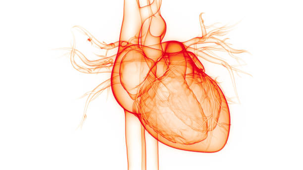 анатомия сердца кровеносной системы человека - pulse trace human cardiovascular system heart shape heart disease стоковые фото и изображения