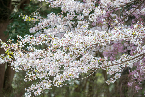 Beautiful cherry blossoms in full bloom (Tottori, Japan)