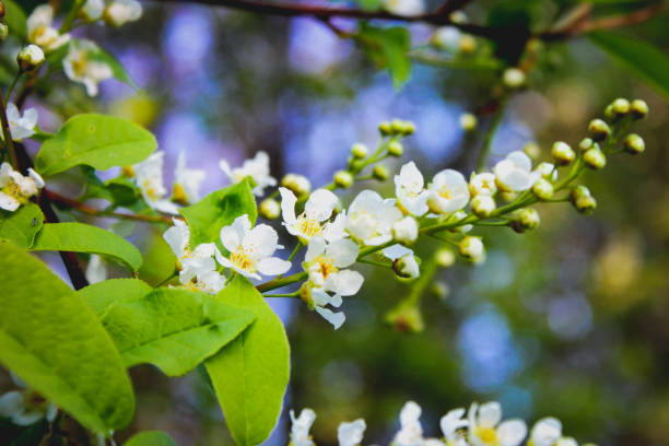 istock Panicle of apple tree flowers 1311213410