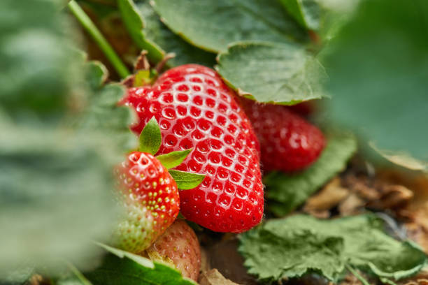 pflücken frische erdbeeren auf dem bauernhof, nahaufnahme von frischen bio-erdbeeren, die auf einer rebe wachsen - strawberry vine stock-fotos und bilder