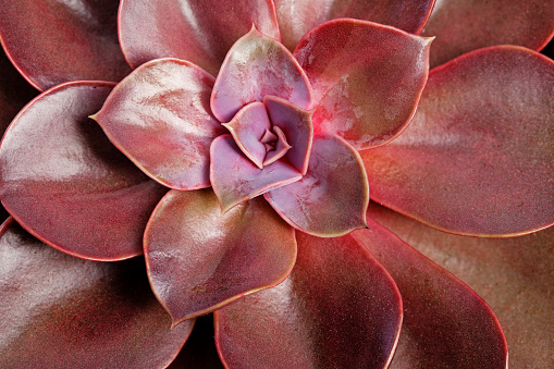 Closeup bottom view on Echeveria lilacina plant. Ghost Echeveria is a species of succulent plants belonging to the family Crassulaceae