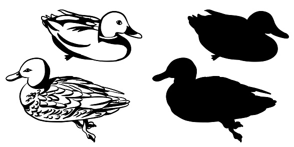 Mallard ducks, male and female in this sketch drawing.  Vector illustrations