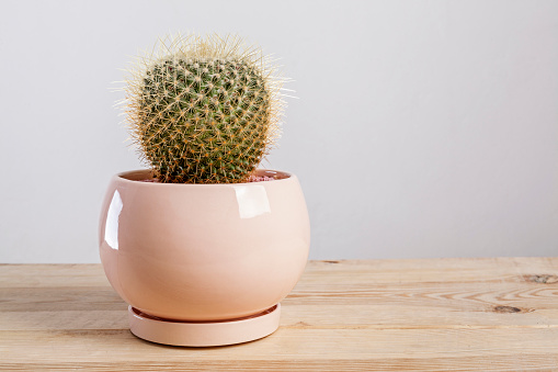 Mammilaria Geminispina Cactus plant in a pot on wooden table.