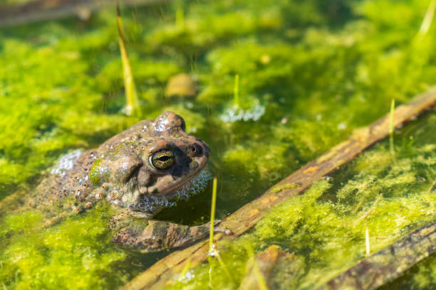 istock Frog relax in the swamp 1311214806
