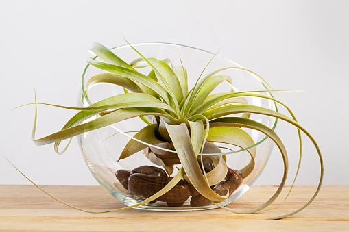 Airplant is a plant that obtains moisture and nutrients from the air and rain