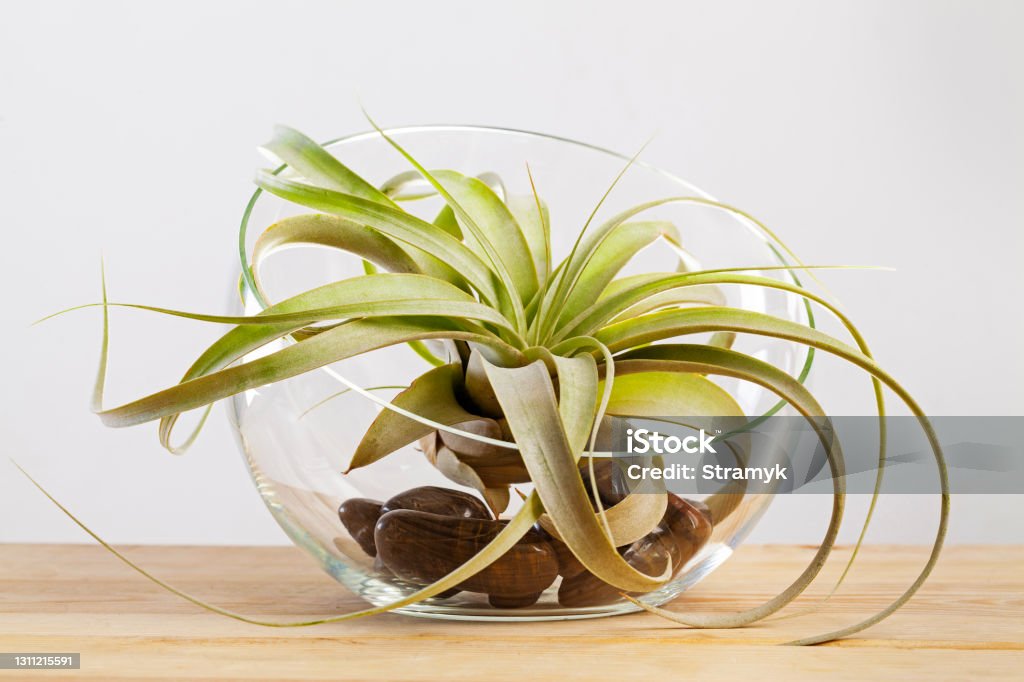 Tilandsia xerographica airplant in glass terrarium on wooden table Airplant is a plant that obtains moisture and nutrients from the air and rain Air Plant Stock Photo