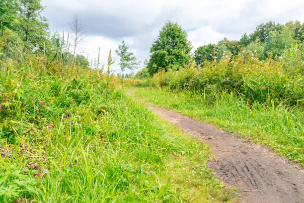istock forest path with tall grass. summer rural landscape 1311215818