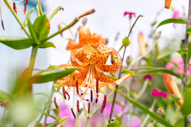 tiger lilies and other flowers grow in the garden, tiger lilies and other flowers grow in the garden, close-up red tiger lily stock pictures, royalty-free photos & images