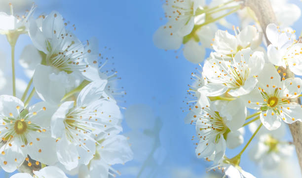 istock Spring cherry blossoms. Flowering branches in the garden in the sun. 1311215970