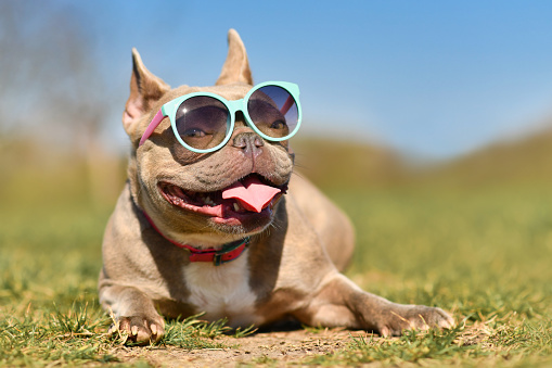 Funny cool lilac colored French Bulldog dog wearing blue sunglasses in summer on hot day