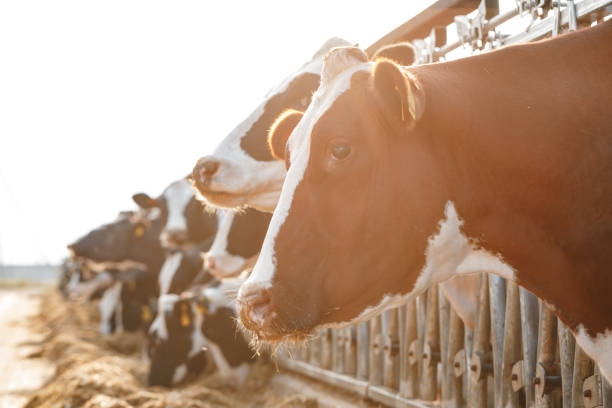 istock Adult cows standing in a stall on a farm 1311218081