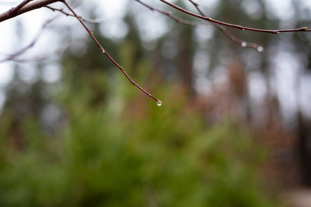 raindrop on unblown twig in the forest, horizontal\
