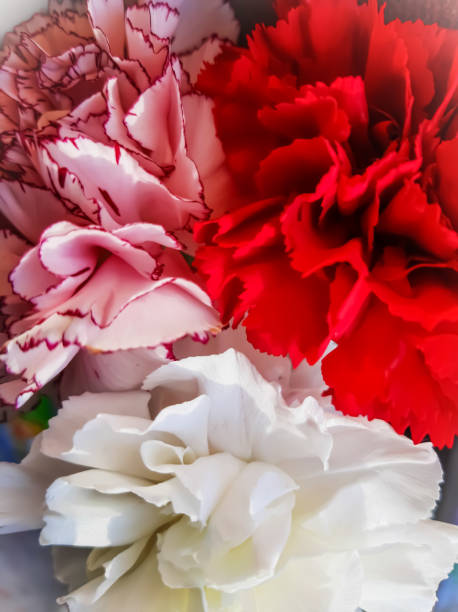 istock Three carnation colors: red, white and pink 1311218862